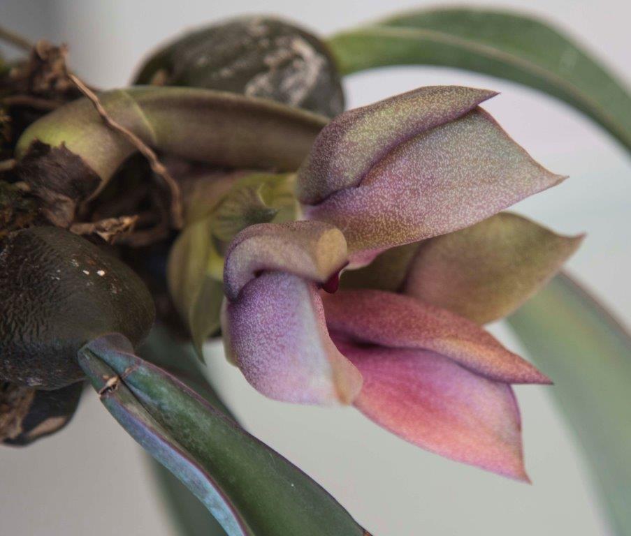 Bulbophyllum orthosepalum - photo 2