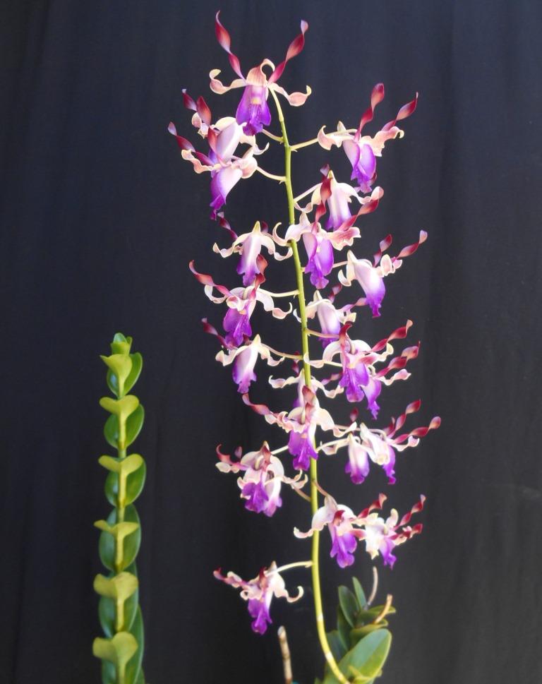 Dendrobium Eve's Charm - photo 2