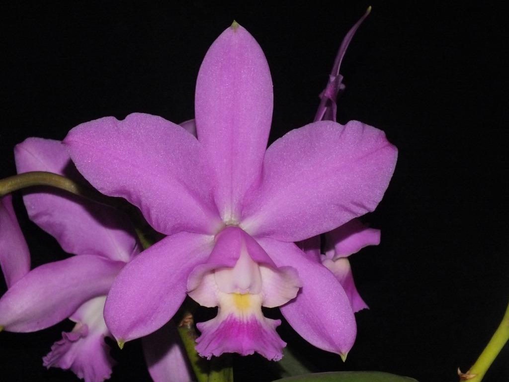 Cattleya x dolosa