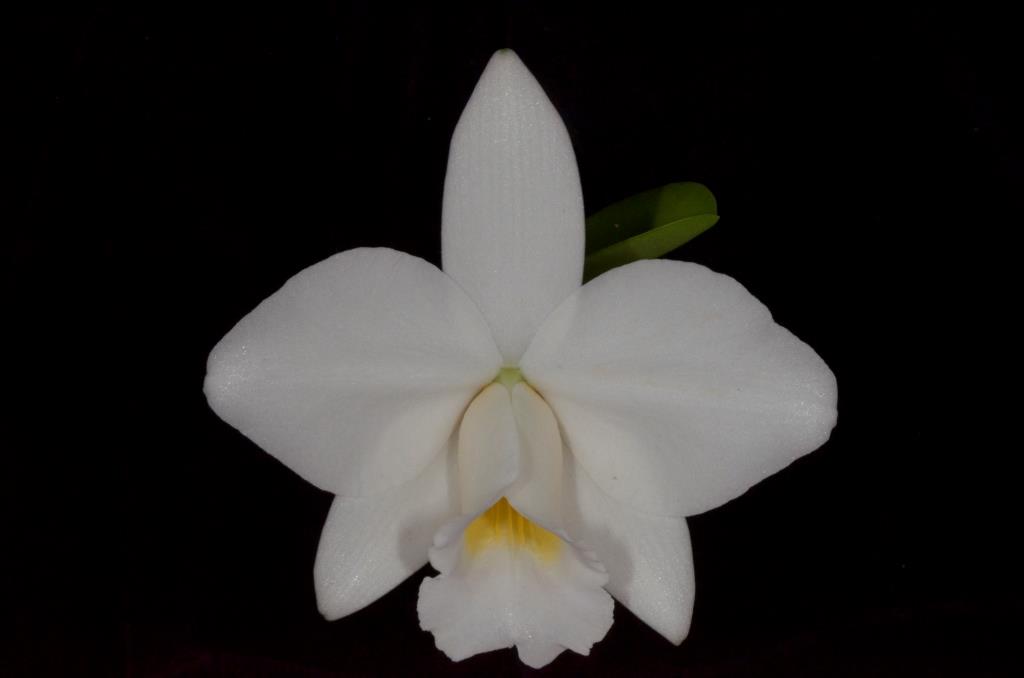Cattleya pumila