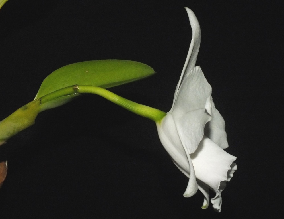 Cattleya pumila - photo 2