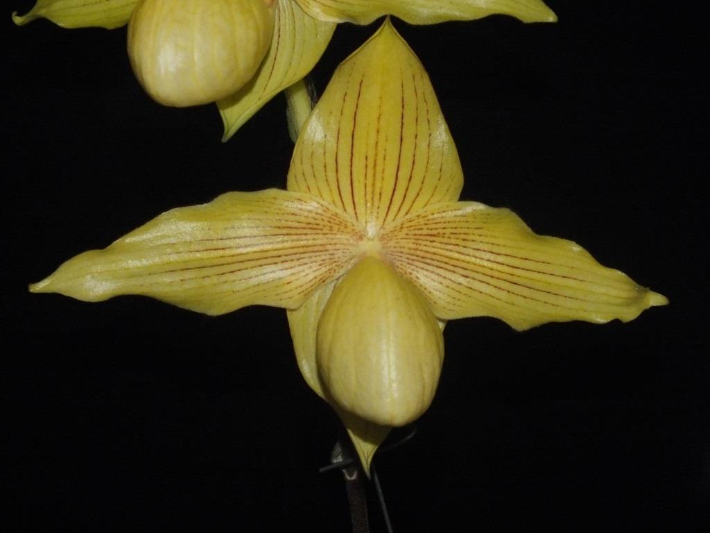 Paph Dollgoldi