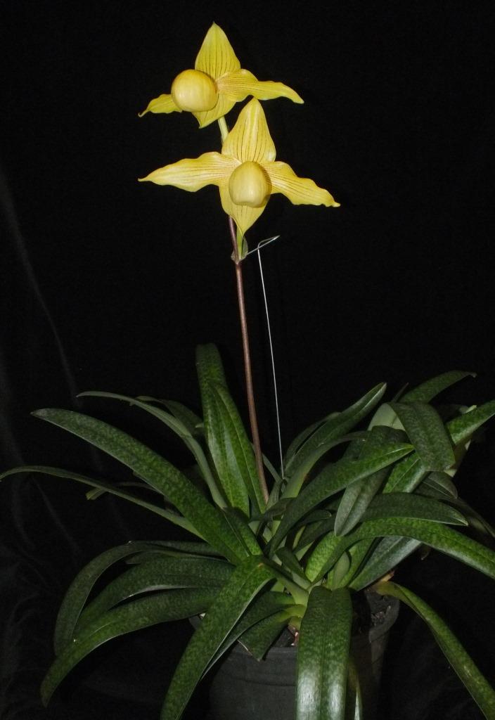 Paphiopedilum Dollgoldi - photo 2