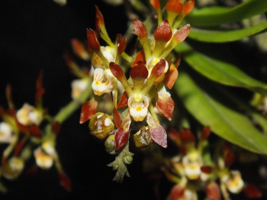 Sarcochilus dilatatus