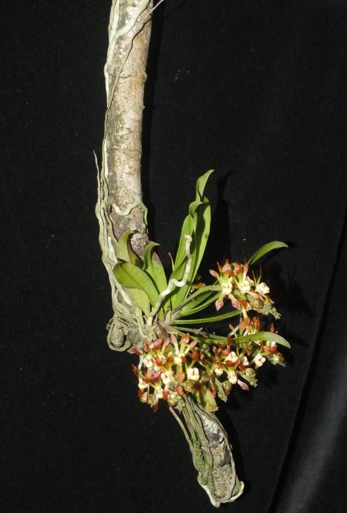 Sarcochilus dilatatus - photo 2