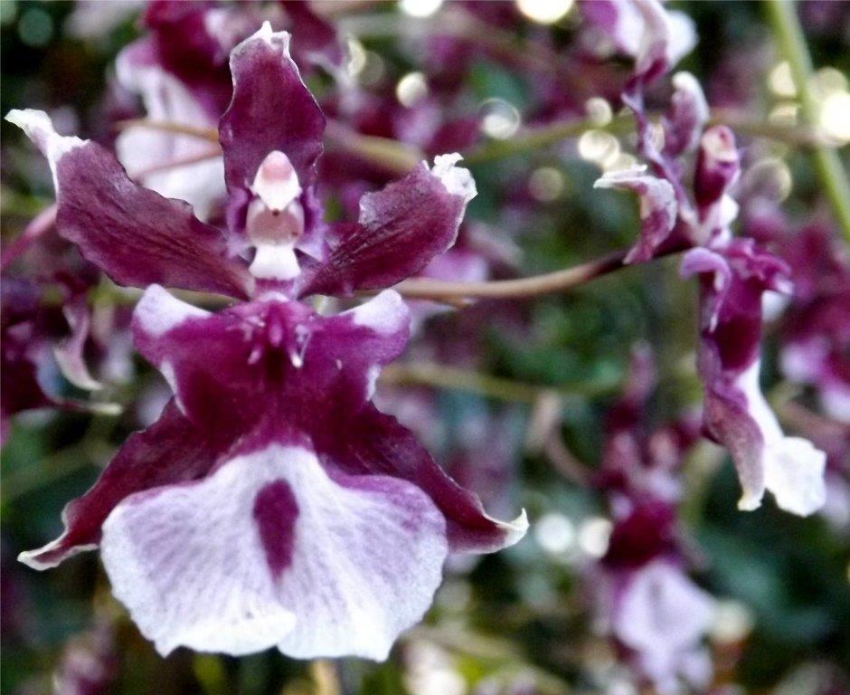 Oncidium Sharry Baby