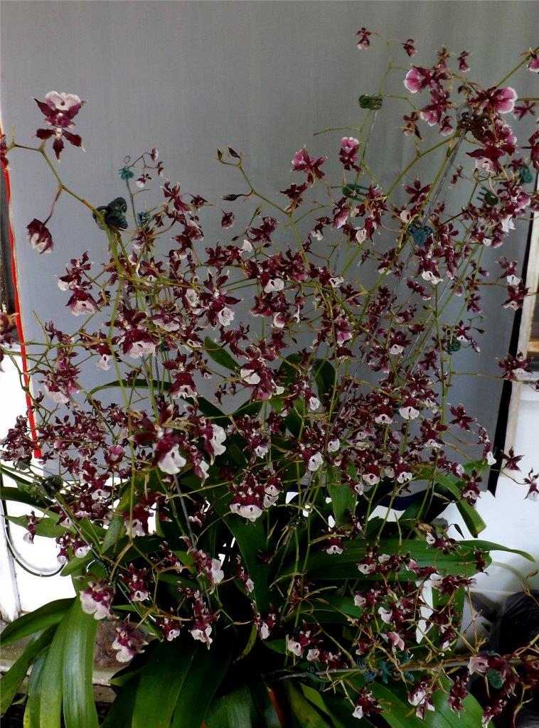 Oncidium Sharry Baby - photo 2