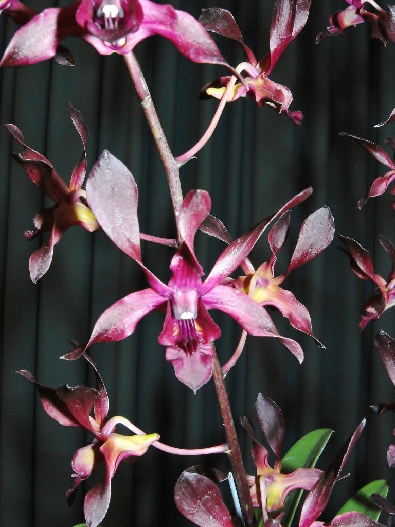 Dendrobium Spider Magic - photo 2