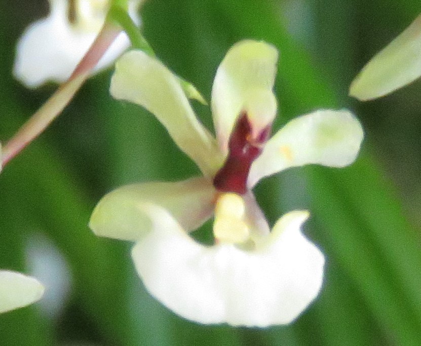 Gomesa radicans - photo 2