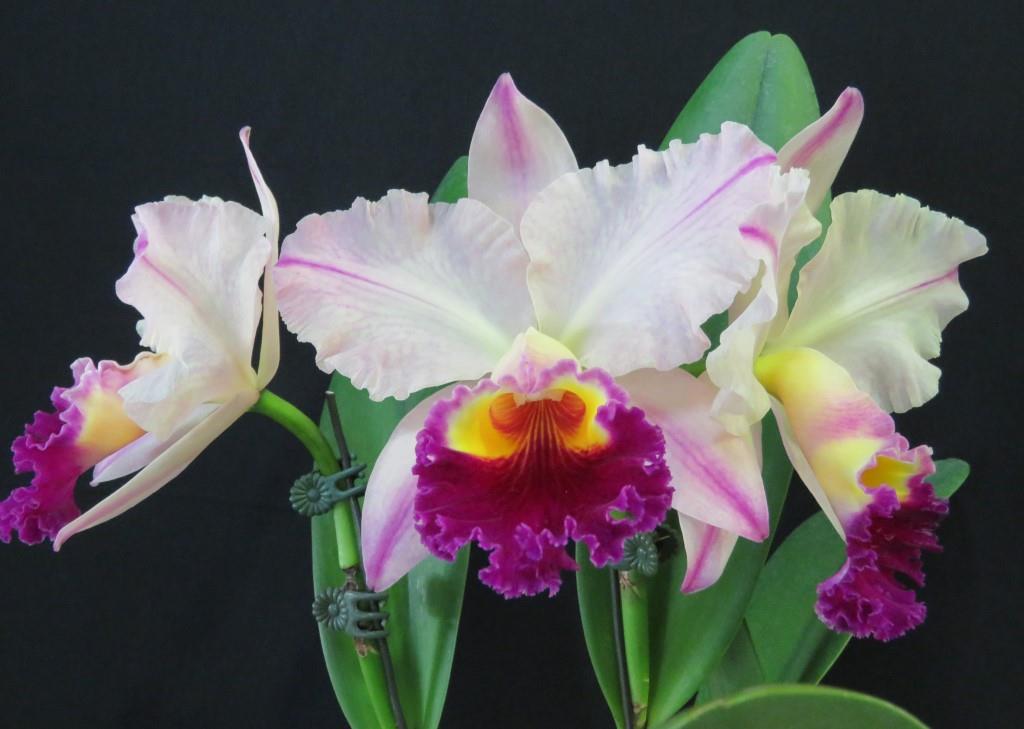 Rhyncholaeliocattleya Glenn Maidment - photo 2