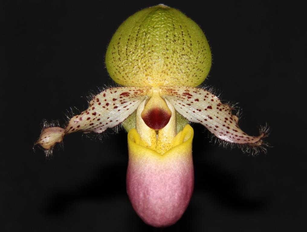 Paphiopedilum moquetteanum