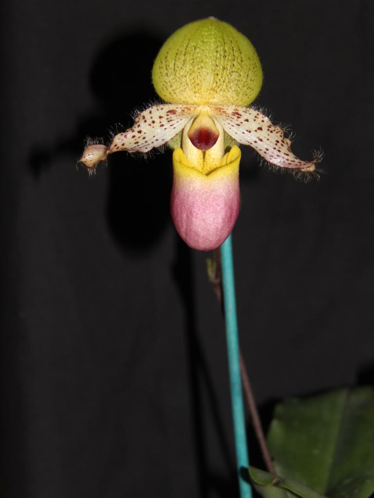 Paphiopedilum moquetteanum - photo 2