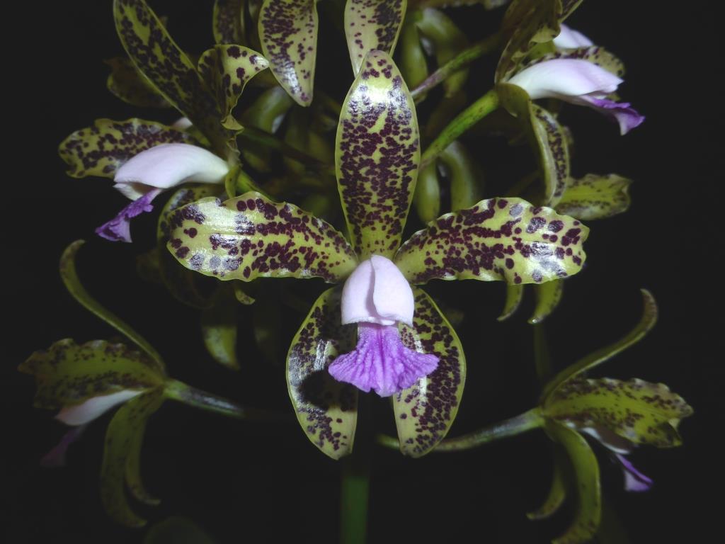 Cattleya guttata - AM/AOC
