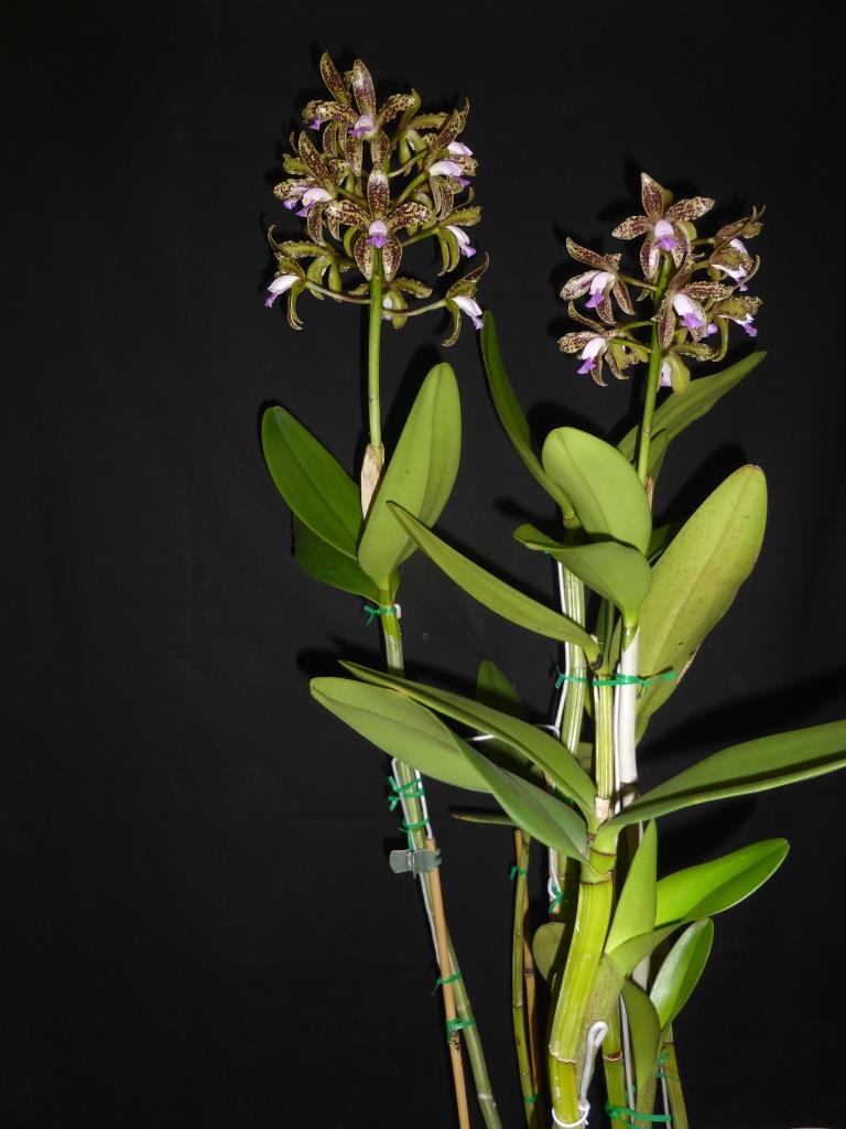 Cattleya guttata - photo 2