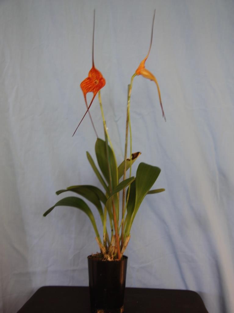 Masdevallia Super Nova - photo 2