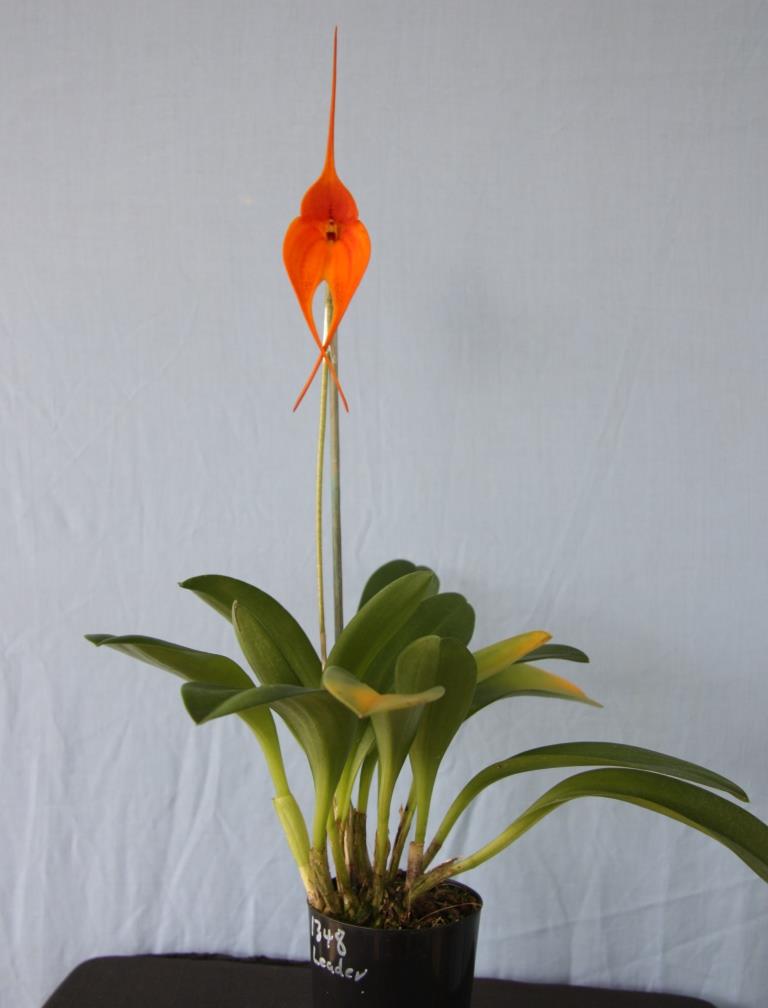 Masdevallia Rein Touch - photo 2