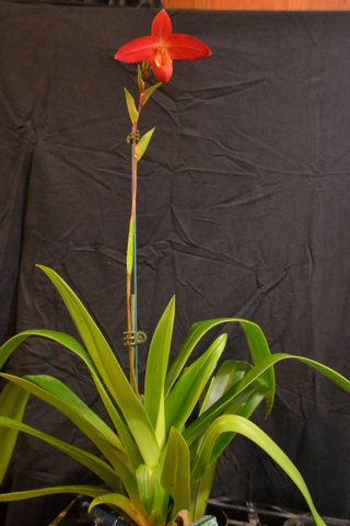 Phragmipedium Bright Spot - photo 2