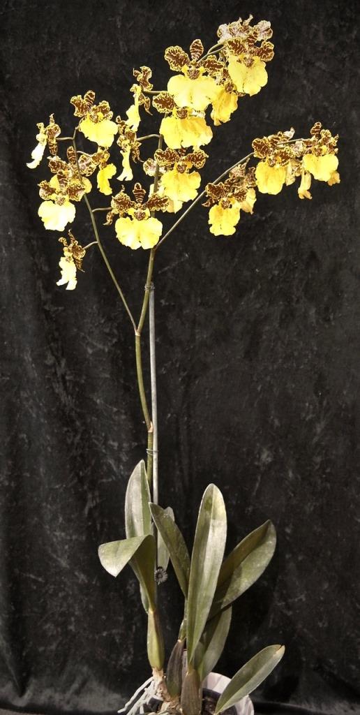 Zygodendrum Olympic Gold - photo 2