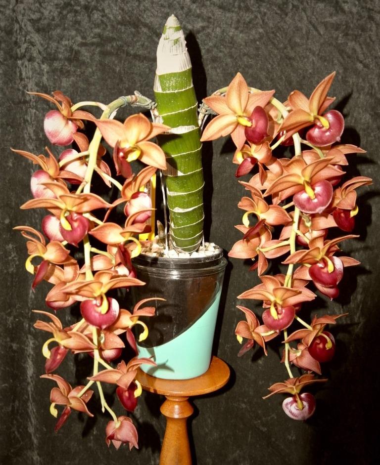 Cycnodum Taiwan Gold - photo 2