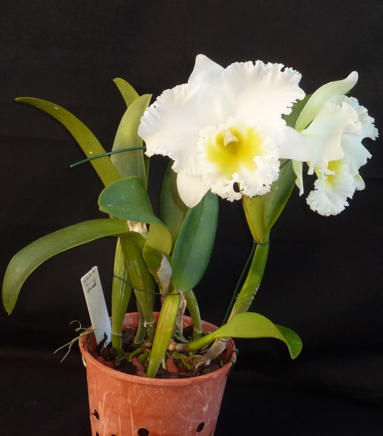 Rhyncholaeliocattleya Burdekin Future - photo 2