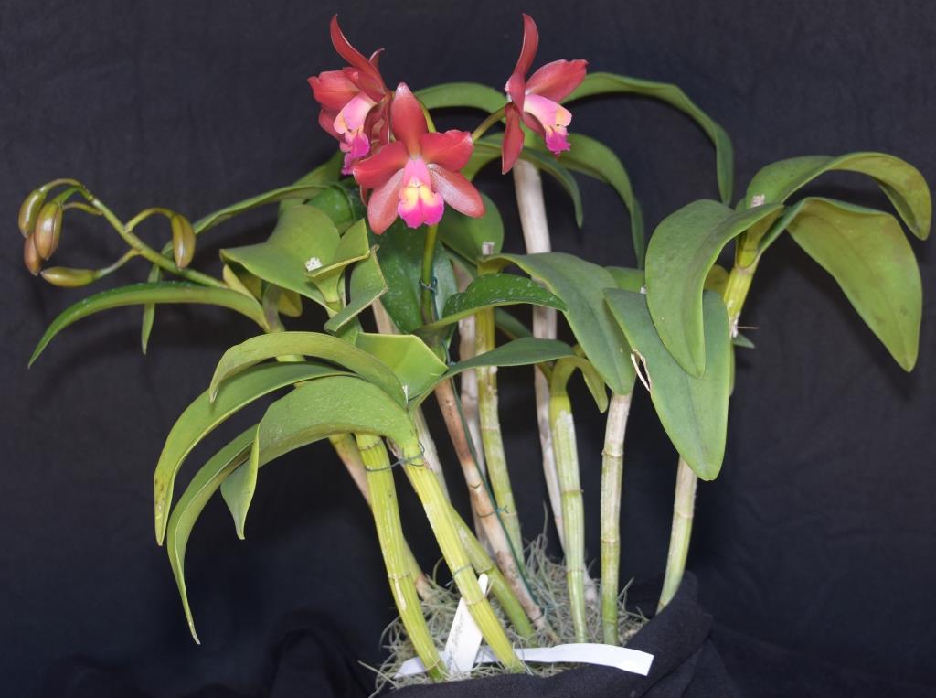 Cattlianthe Gerard Nappert - photo 2