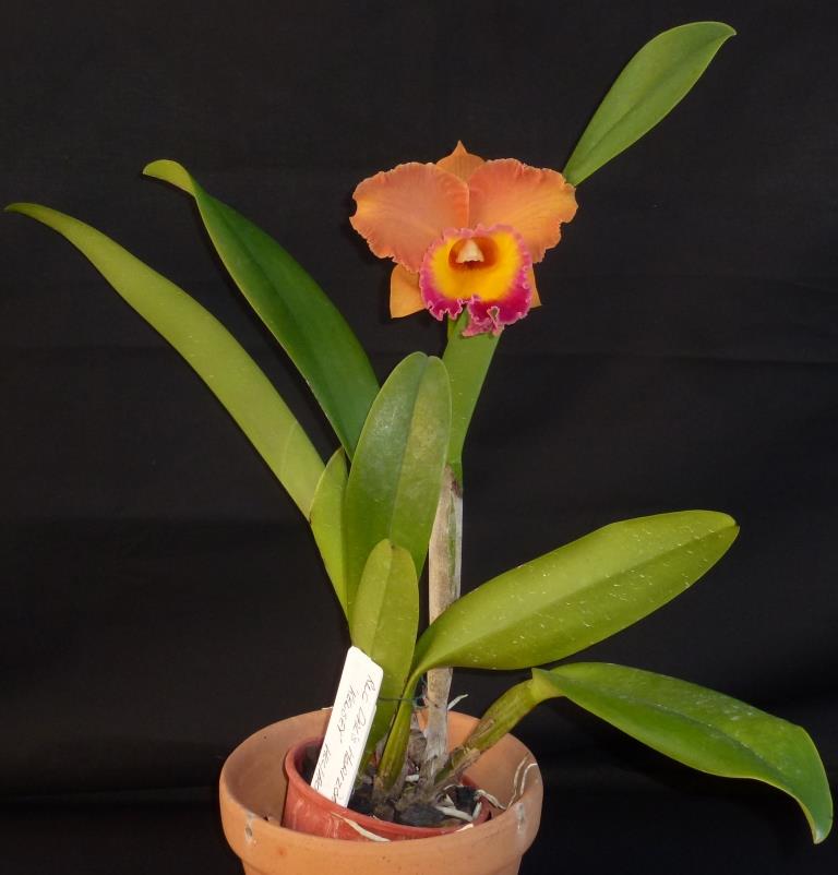 Rhyncholaeliocattleya Dal's Horizon - photo 2