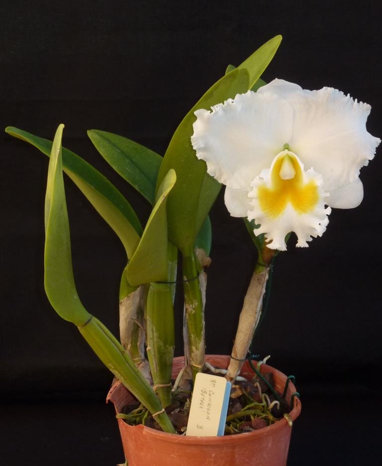 Rhyncholaeliocattleya Chincogan - photo 2