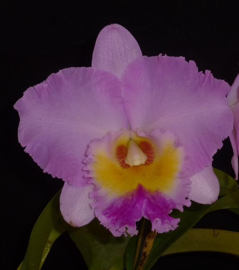Rlc Dorothy DuRietz