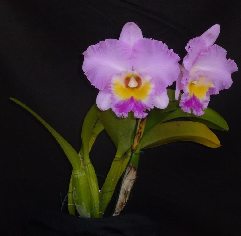 Rhyncholaeliocattleya Dorothy DuRietz - photo 2