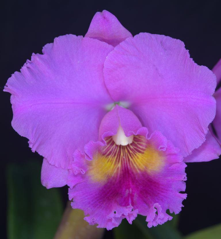 Rlc Burdekin Trader