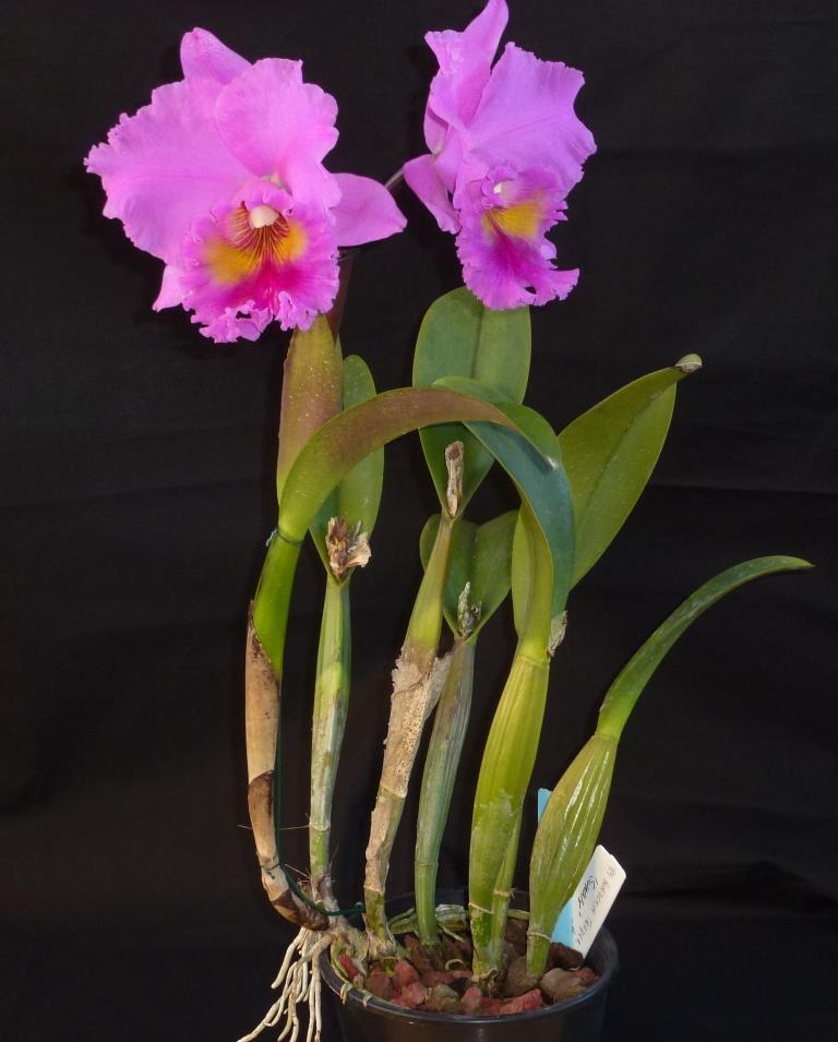 Rhyncholaeliocattleya Burdekin Trader - photo 2