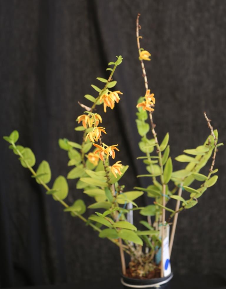 Dendrobium insigne - photo 2