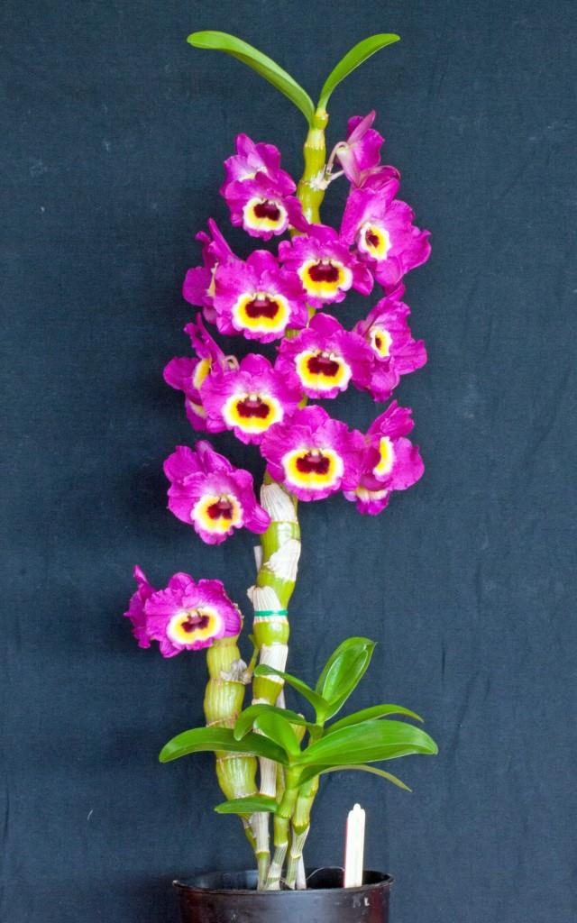 Dendrobium Red Emperor - photo 2