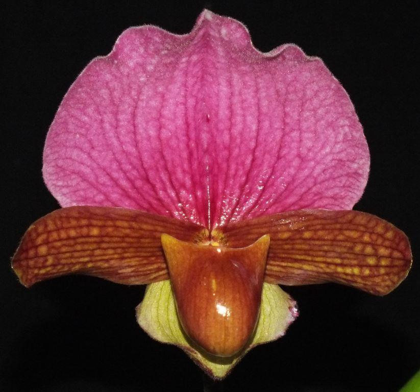 Paphiopedilum charlesworthii
