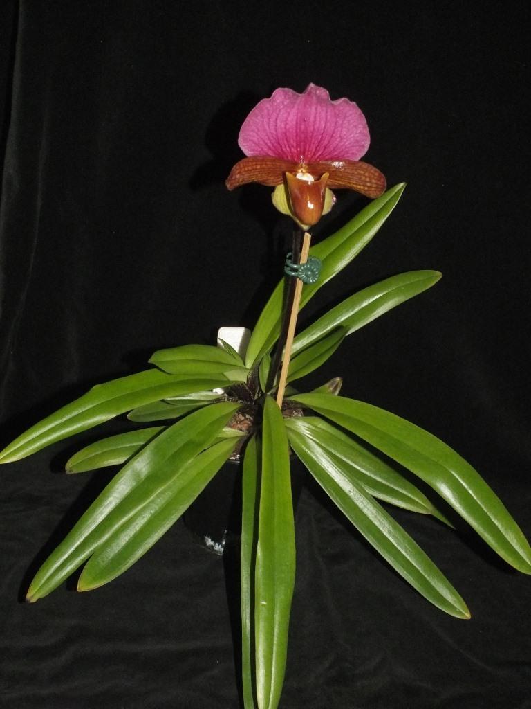 Paphiopedilum charlesworthii - photo 2