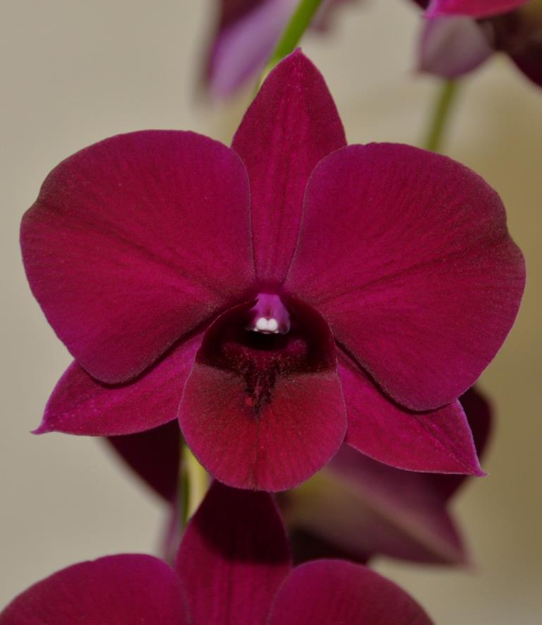 Den Alstonville Inferno