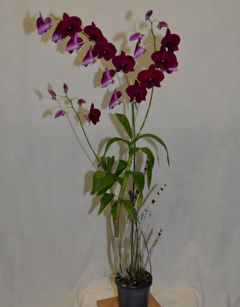 Dendrobium Alstonville Inferno - photo 2