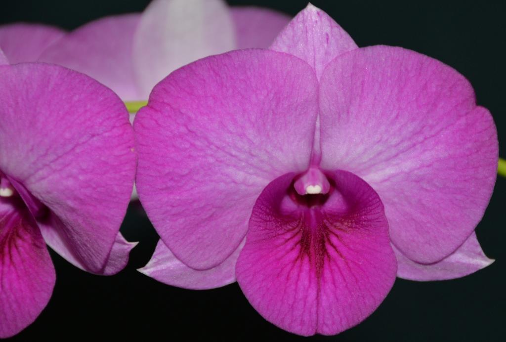 Den Alstonville Jewel