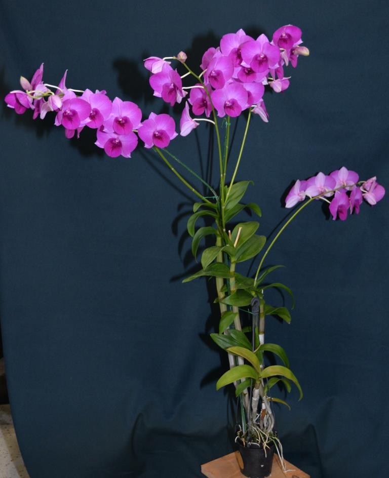 Dendrobium Alstonville Jewel - photo 2