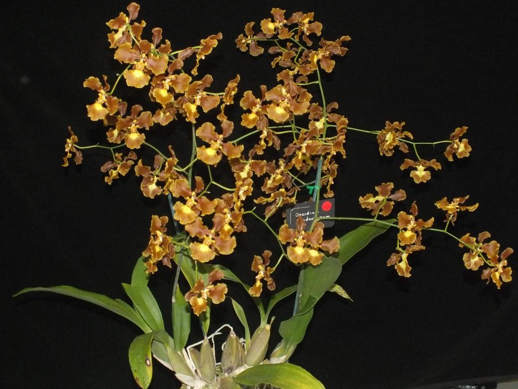 Gomesa praetexta - photo 2