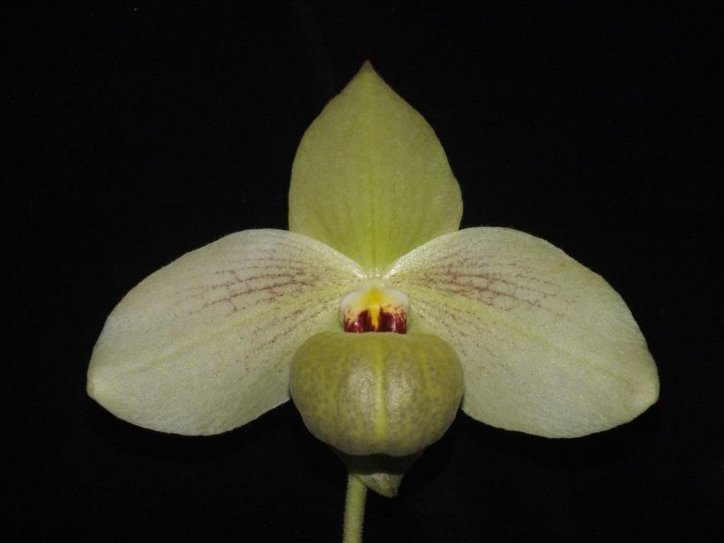 Paph Memoria Larry Heuer