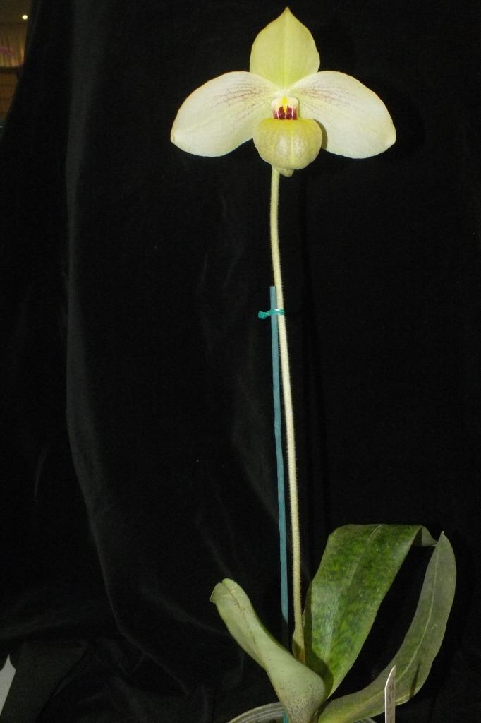Paphiopedilum Memoria Larry Heuer - photo 2