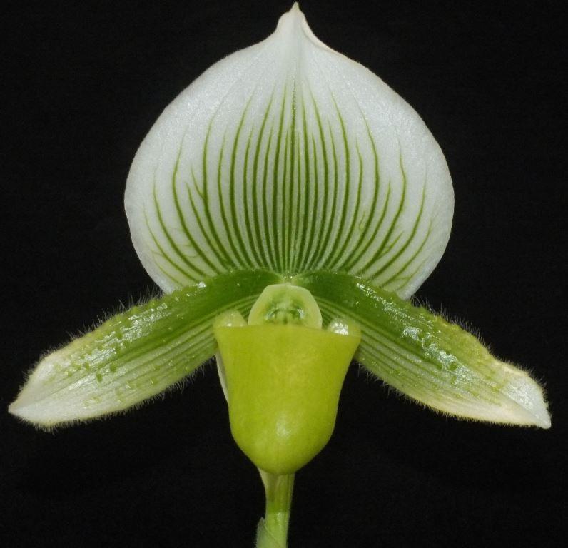 Paph Hsinying Dragon Emma