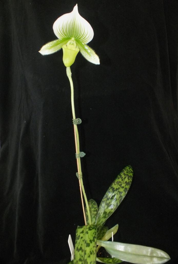 Paphiopedilum Hsinying Dragon Emma - photo 2