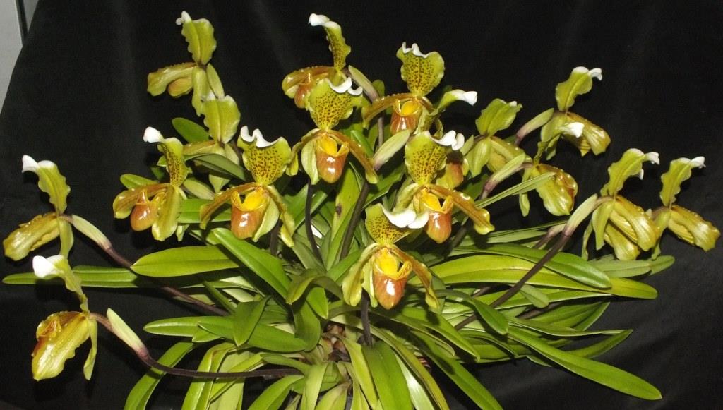 Paphiopedilum insigne