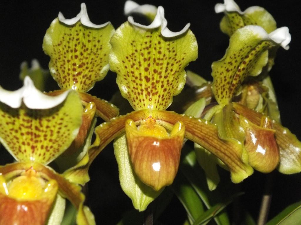 Paphiopedilum insigne - photo 2