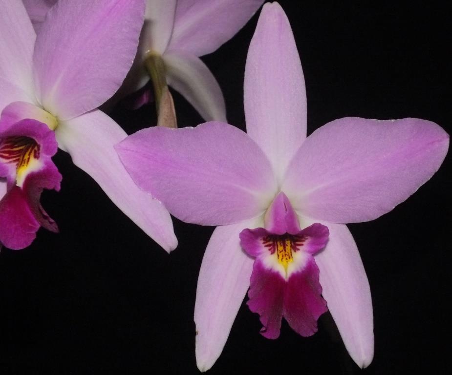Laelia anceps