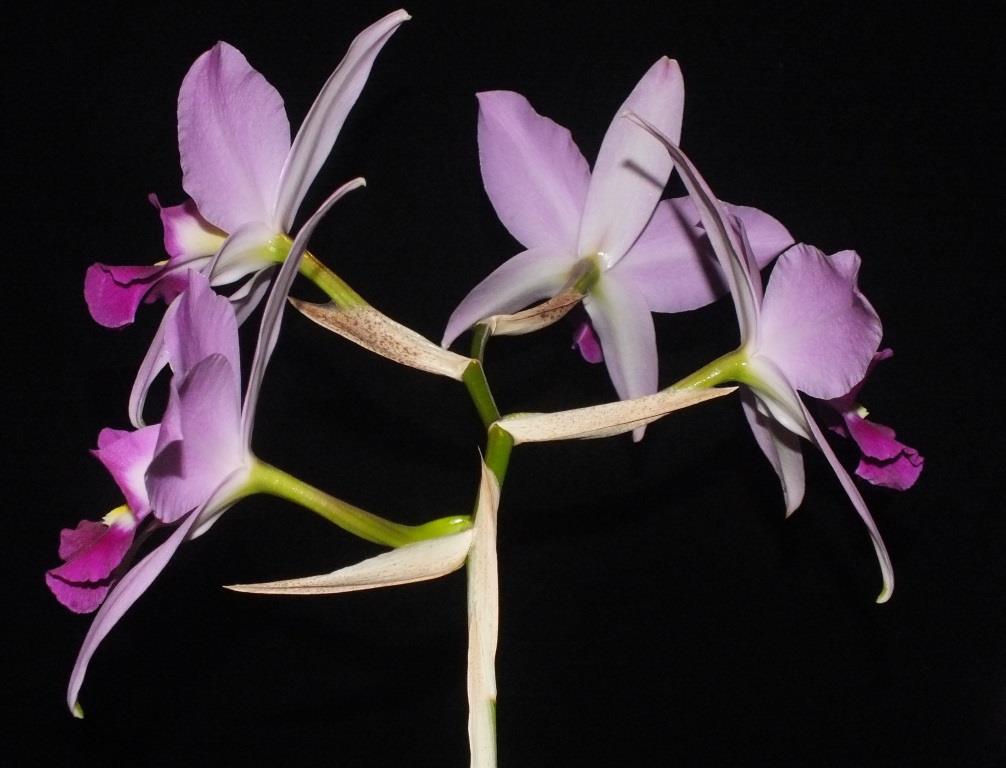 Laelia anceps subsp. anceps - photo 2
