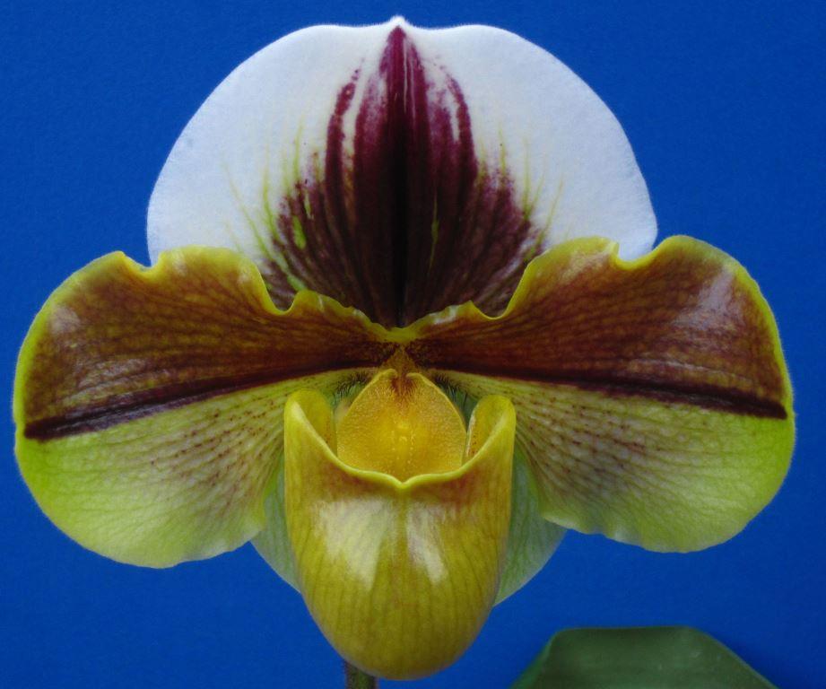 Paph Aragon