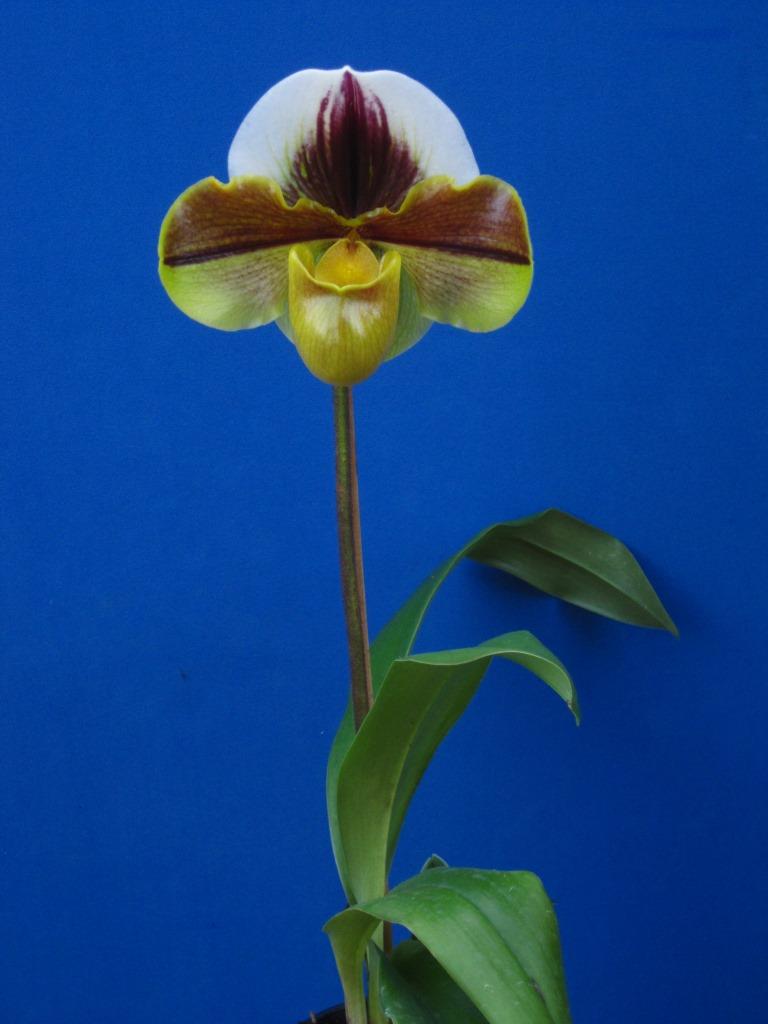 Paphiopedilum Aragon - photo 2